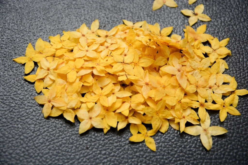 250x Yellow Pressed Flowers Small 1.8cm — Natural Dried Floral Resin Craft Decor