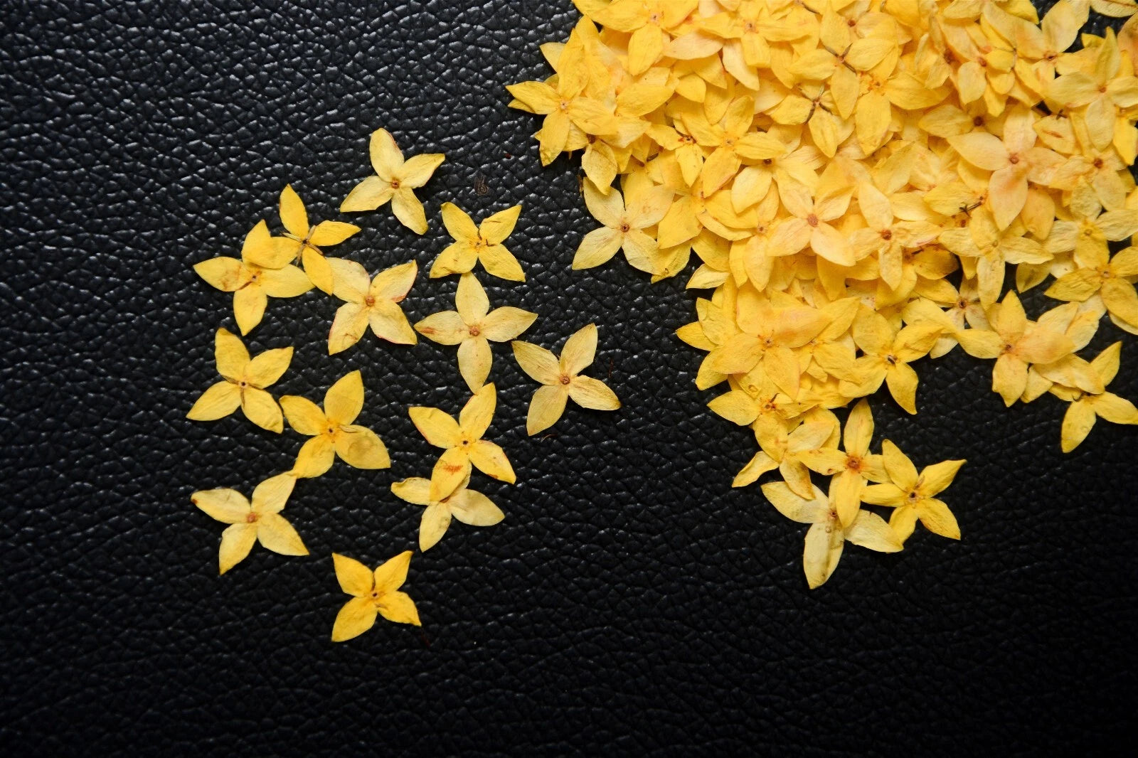 250x Yellow Pressed Flowers Small 1.8cm — Natural Dried Floral Resin Craft Decor