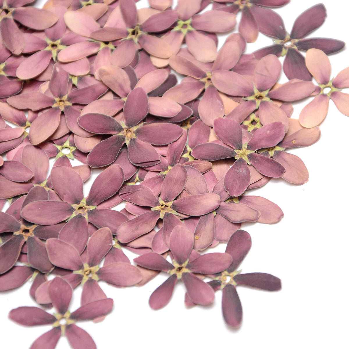 Natural Pressed Purple Flowers — Dried Real Flowers for Resin Crafts
