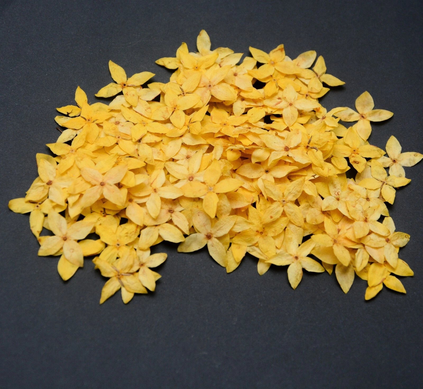250x Yellow Pressed Flowers Small 1.8cm — Natural Dried Floral Resin Craft Decor