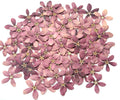 Natural Pressed Purple Flowers — Dried Real Flowers for Resin Crafts