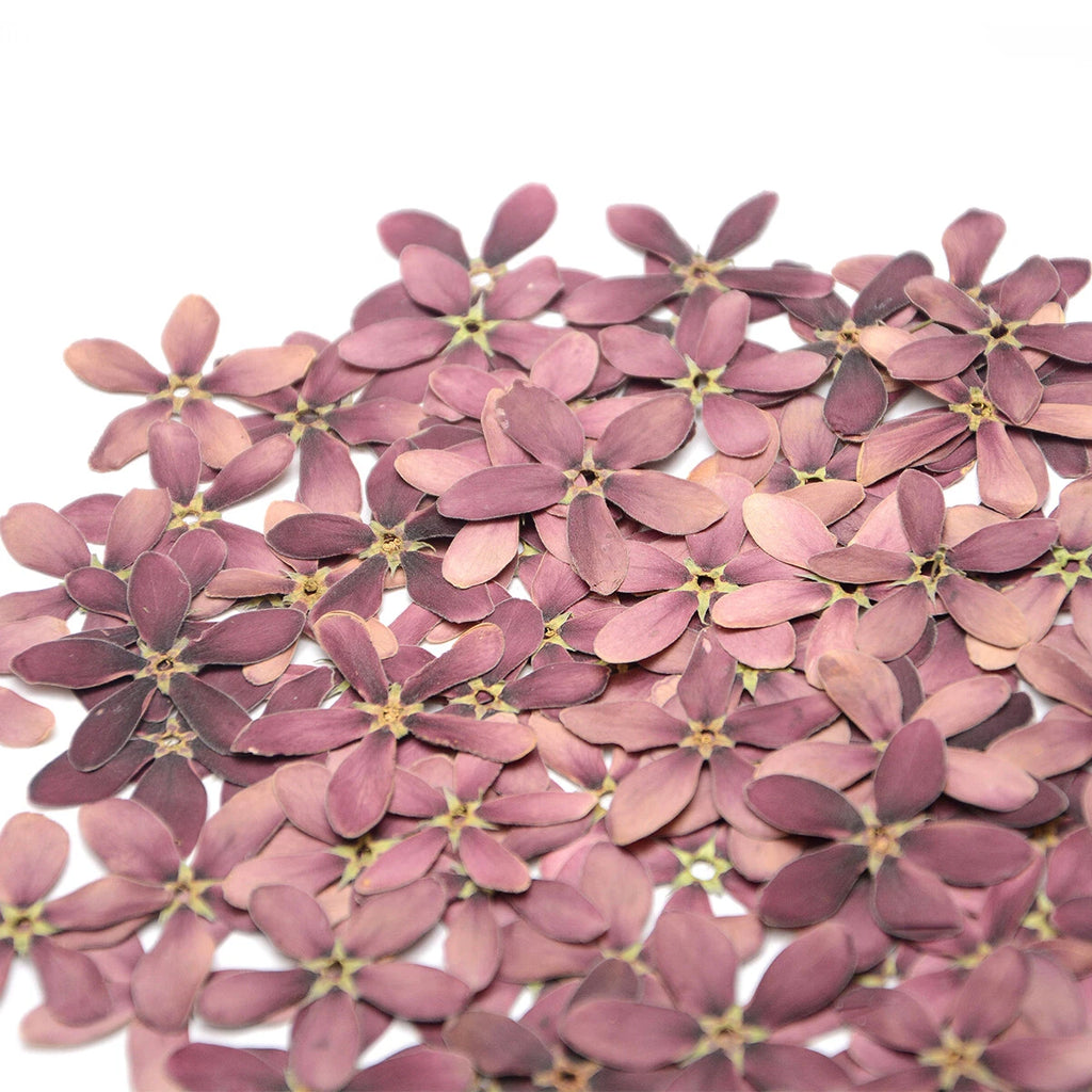Natural Pressed Purple Flowers — Dried Real Flowers for Resin Crafts