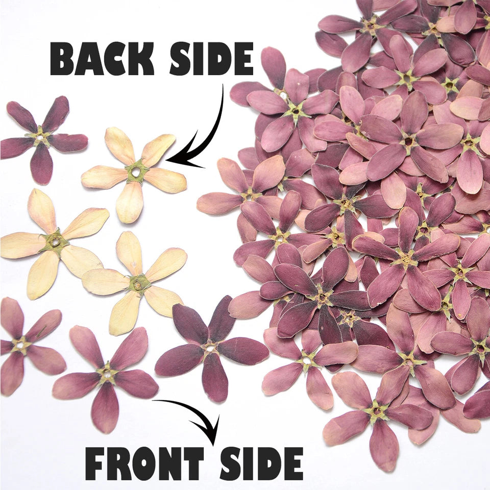 Natural Pressed Purple Flowers — Dried Real Flowers for Resin Crafts