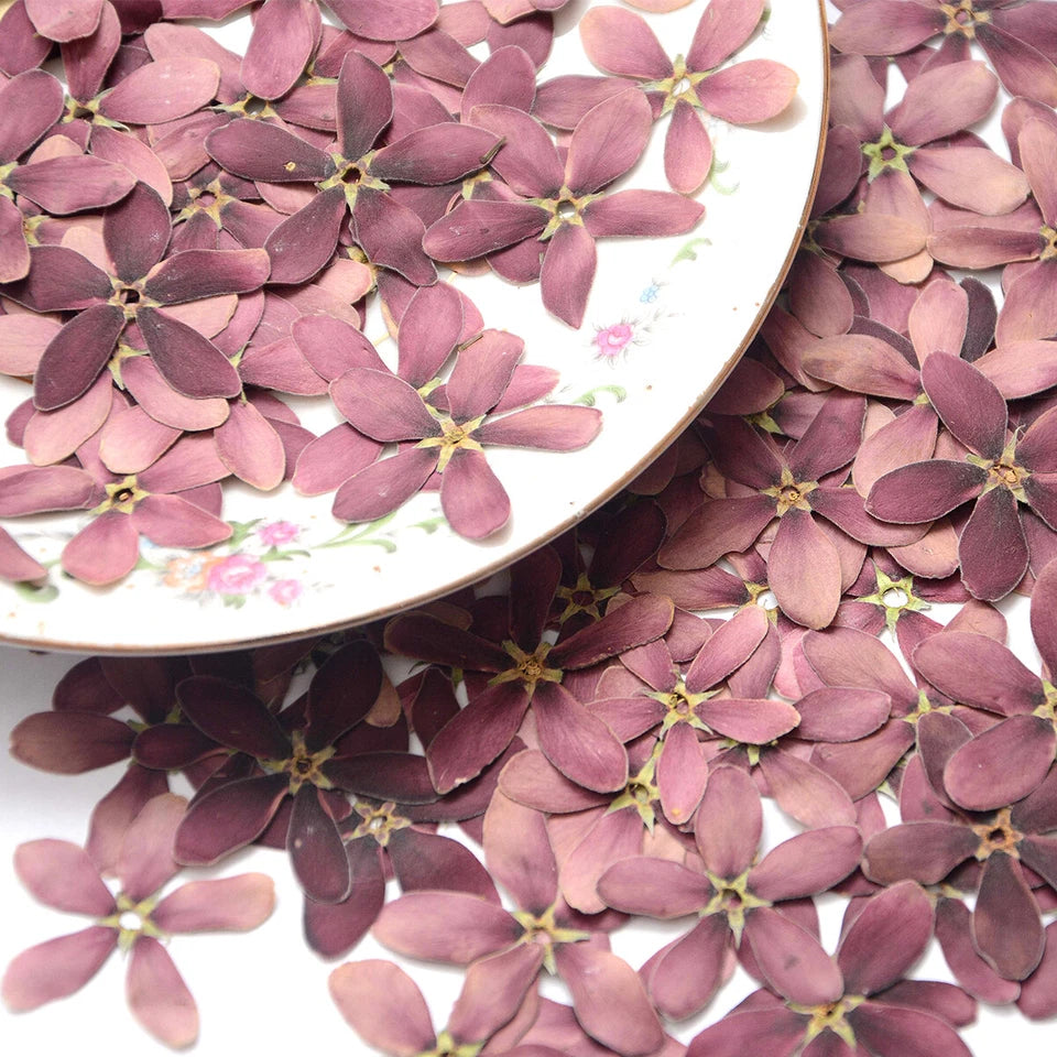 Natural Pressed Purple Flowers — Dried Real Flowers for Resin Crafts