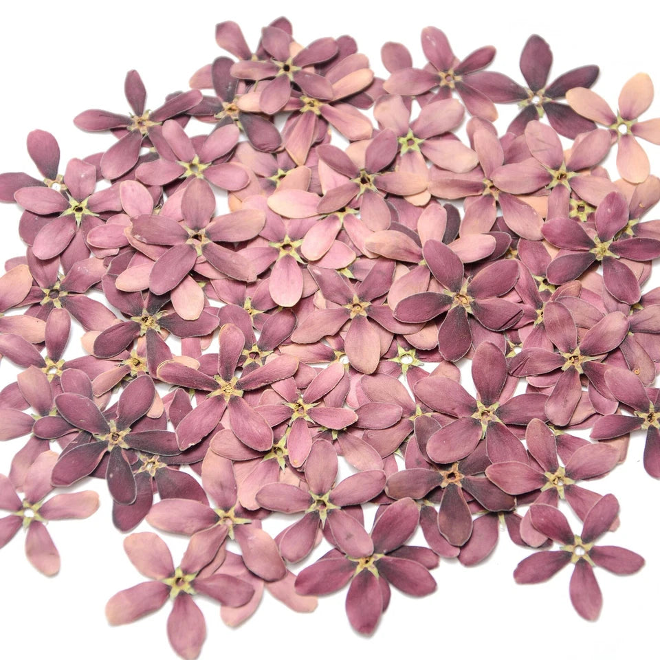 Natural Pressed Purple Flowers — Dried Real Flowers for Resin Crafts