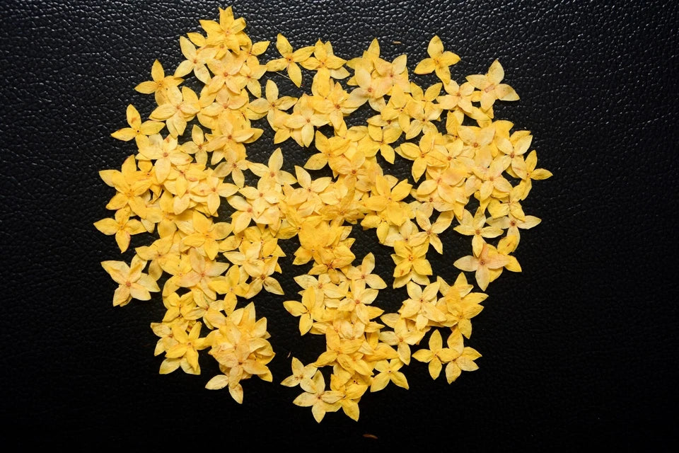 250x Yellow Pressed Flowers Small 1.8cm — Natural Dried Floral Resin Craft Decor